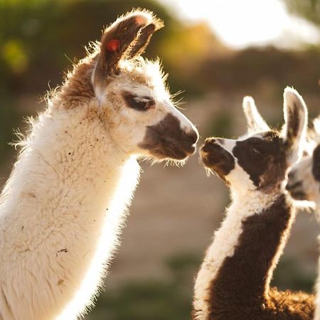 Alpaca Farm - חוות האלפקות Mitzpe Ramon Exterior foto