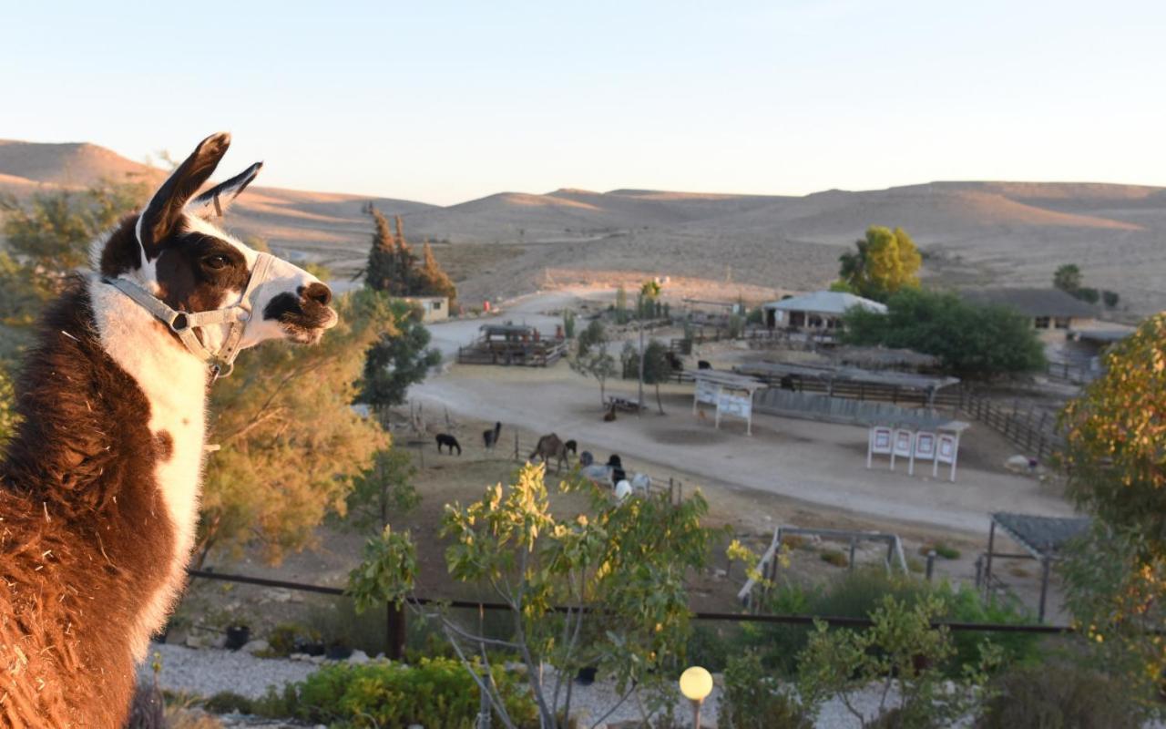 Alpaca Farm - חוות האלפקות Mitzpe Ramon Exterior foto
