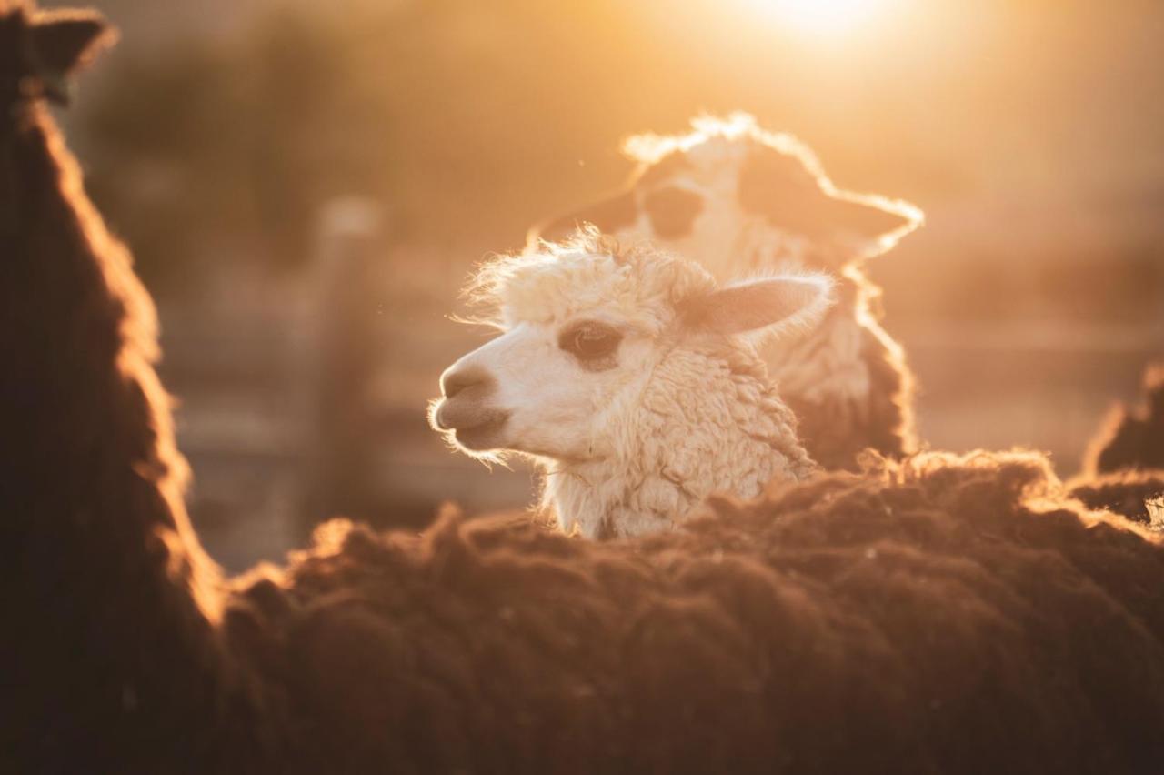 Alpaca Farm - חוות האלפקות Mitzpe Ramon Exterior foto