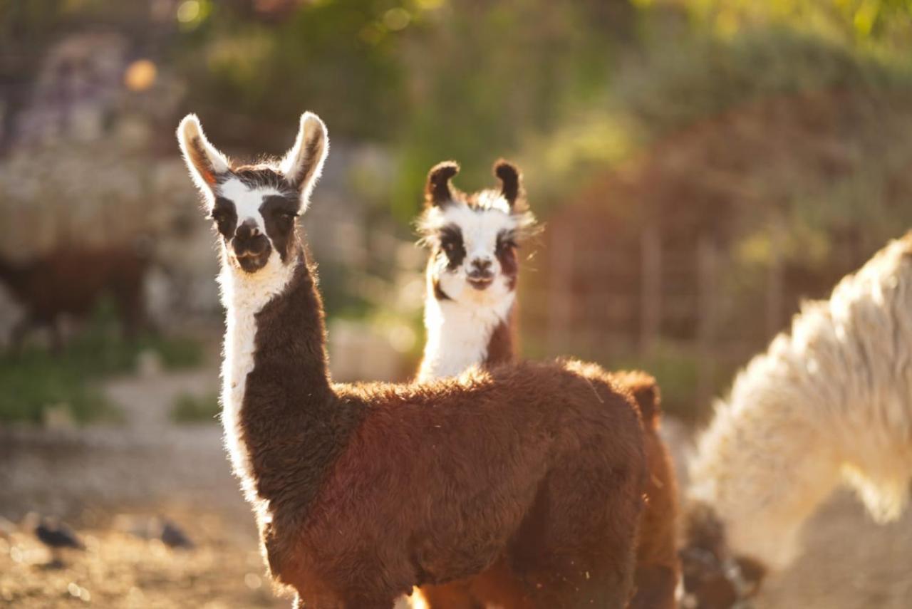 Alpaca Farm - חוות האלפקות Mitzpe Ramon Exterior foto
