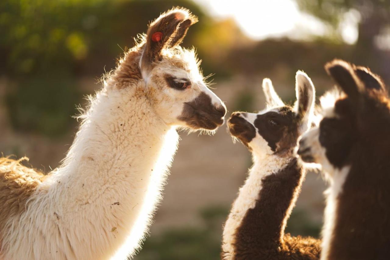 Alpaca Farm - חוות האלפקות Mitzpe Ramon Exterior foto