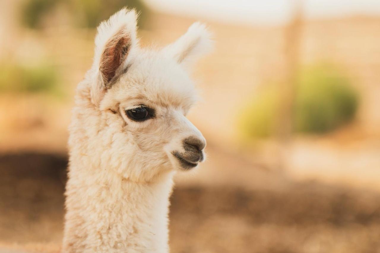 Alpaca Farm - חוות האלפקות Mitzpe Ramon Exterior foto