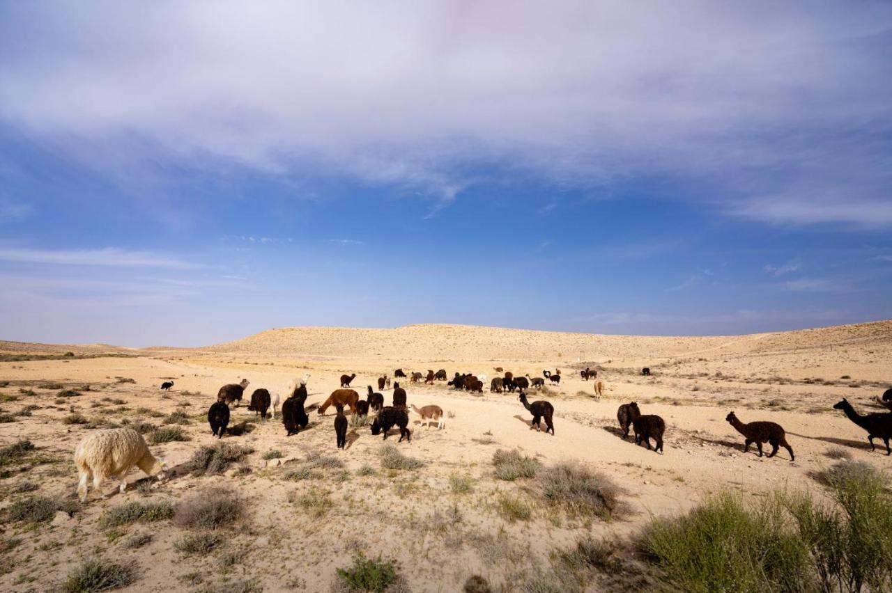 Alpaca Farm - חוות האלפקות Mitzpe Ramon Exterior foto