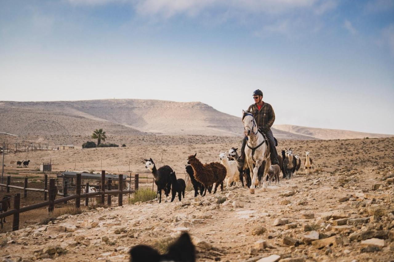 Alpaca Farm - חוות האלפקות Mitzpe Ramon Exterior foto