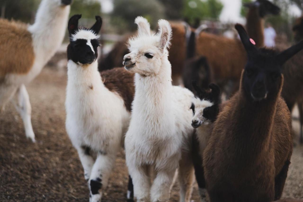 Alpaca Farm - חוות האלפקות Mitzpe Ramon Exterior foto