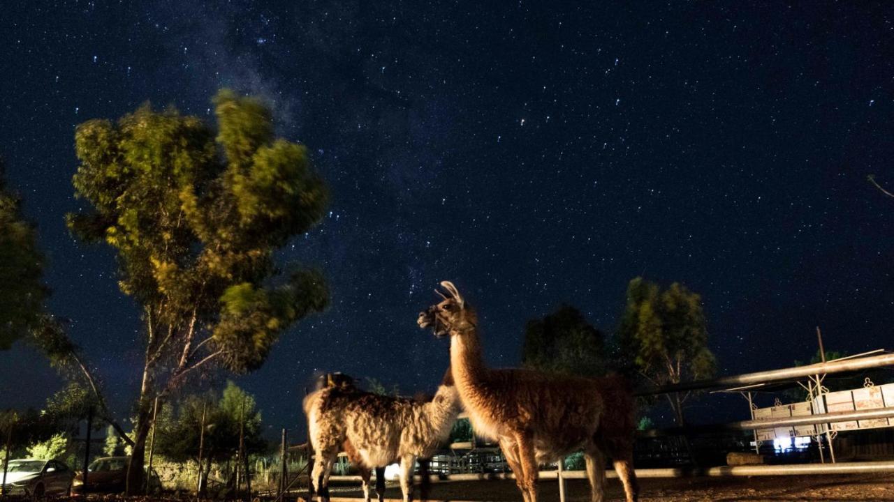 Alpaca Farm - חוות האלפקות Mitzpe Ramon Exterior foto
