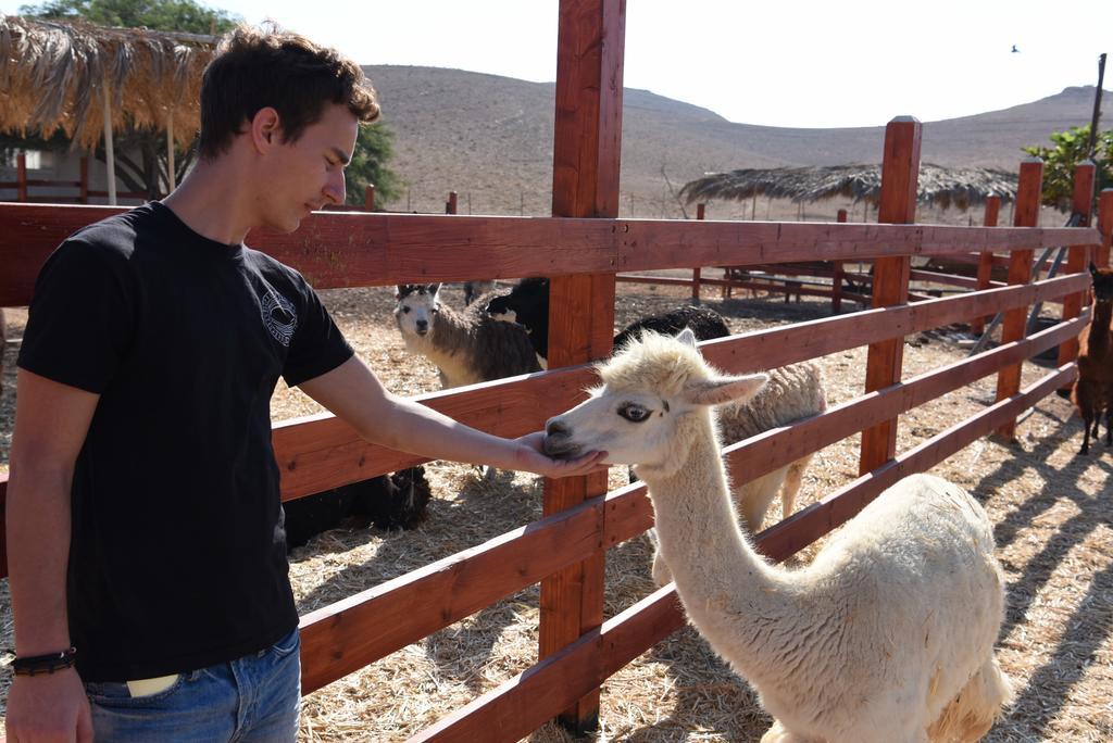 Alpaca Farm - חוות האלפקות Mitzpe Ramon Exterior foto