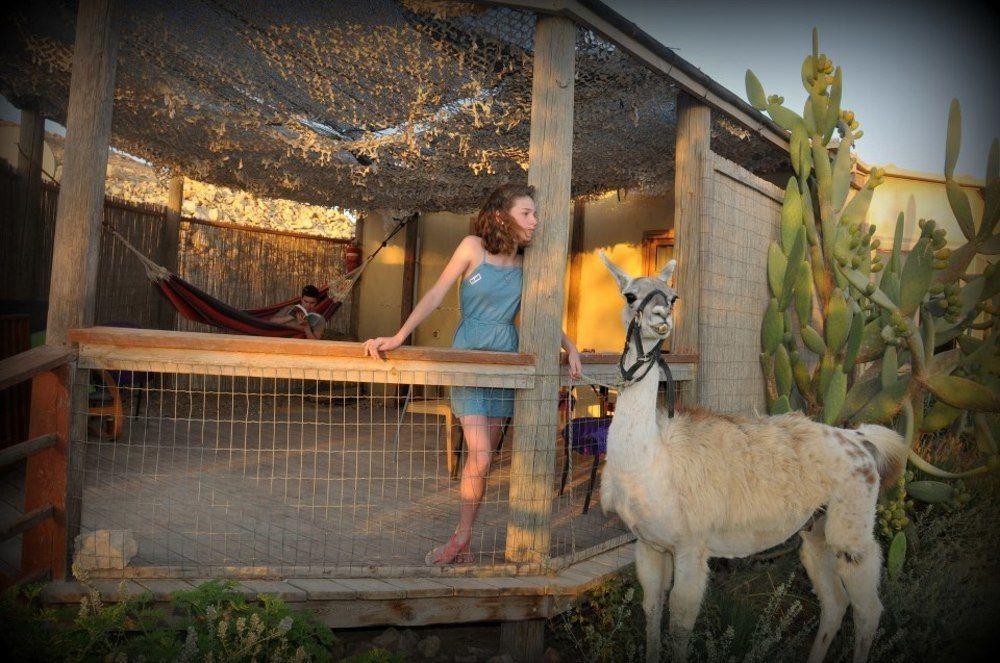Alpaca Farm - חוות האלפקות Mitzpe Ramon Exterior foto