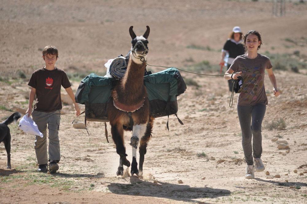 Alpaca Farm - חוות האלפקות Mitzpe Ramon Exterior foto