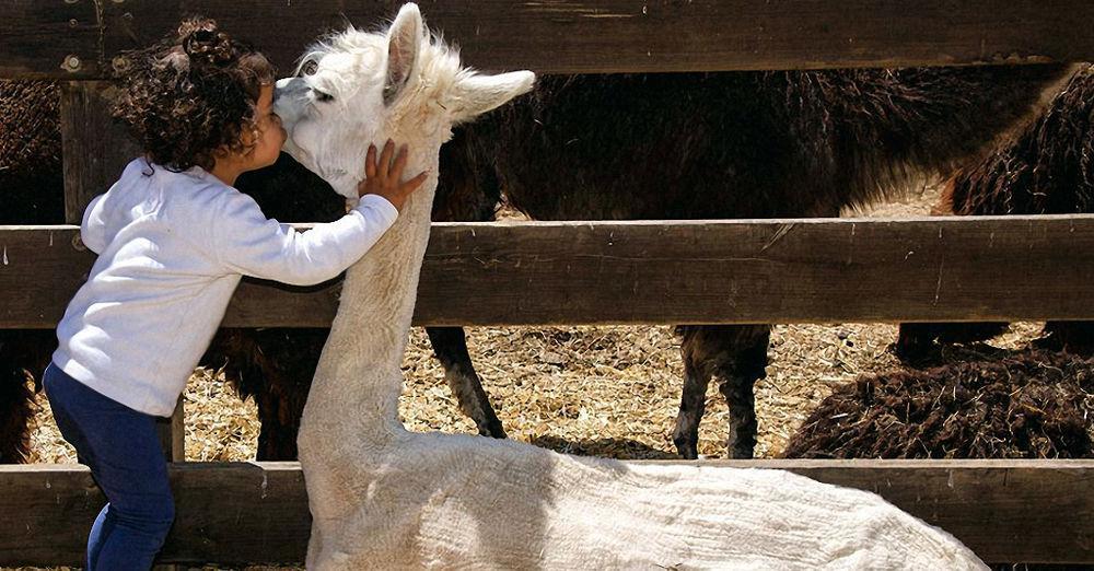 Alpaca Farm - חוות האלפקות Mitzpe Ramon Exterior foto
