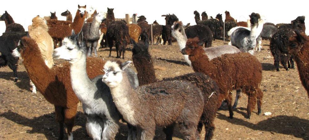 Alpaca Farm - חוות האלפקות Mitzpe Ramon Exterior foto