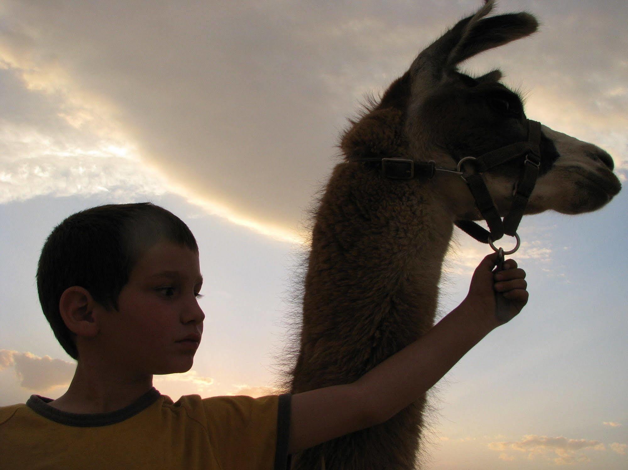 Alpaca Farm - חוות האלפקות Mitzpe Ramon Exterior foto