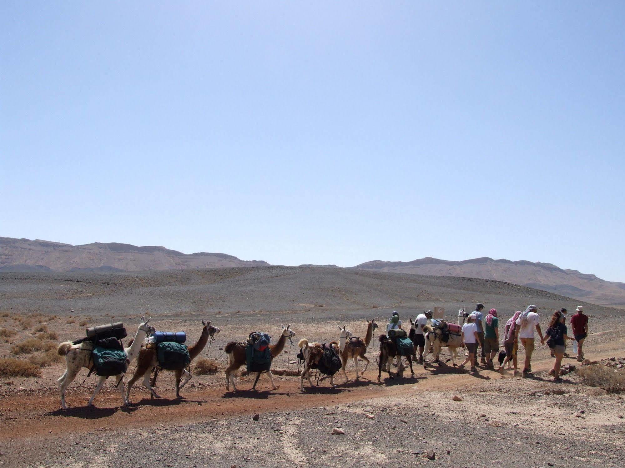 Alpaca Farm - חוות האלפקות Mitzpe Ramon Exterior foto